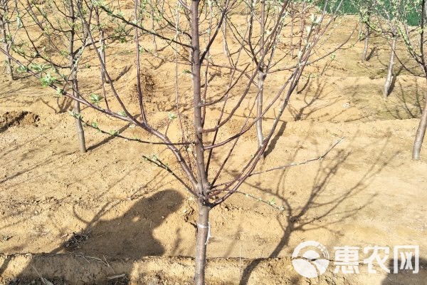 红富士苹果苗 苹果苗 苹果树