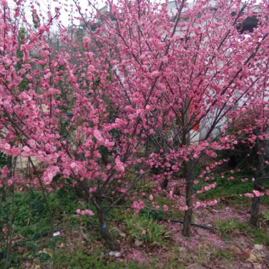 新沂市红梅  小苗种植地，现挖现卖，品种保证。