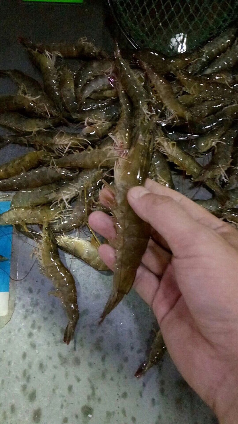 寿光市 鲜活纯海水对虾