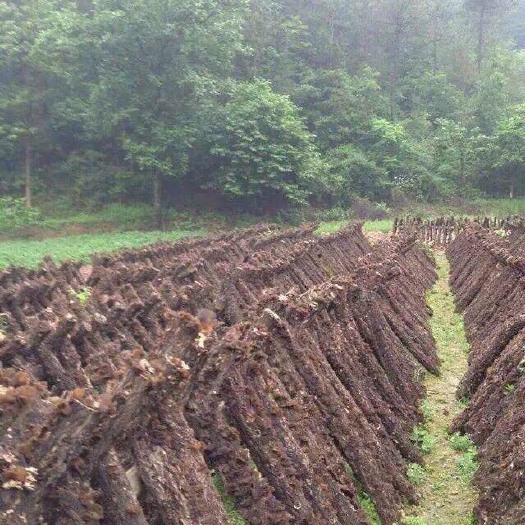 洛南县陕耳 3 号 特级