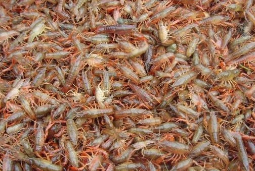 重庆市青虾苗