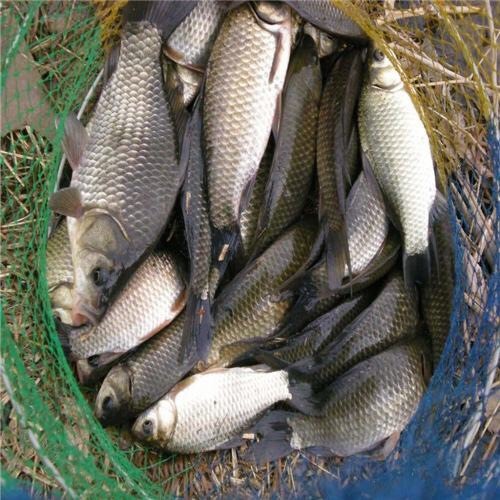 重庆市鲤鱼苗