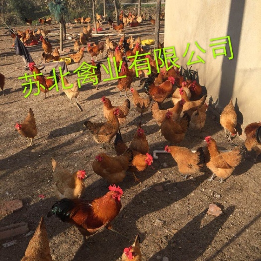 涟水县土鸡苗 统货