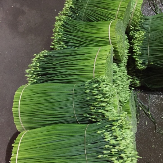 佛山韭菜花 头茬 20~30cm