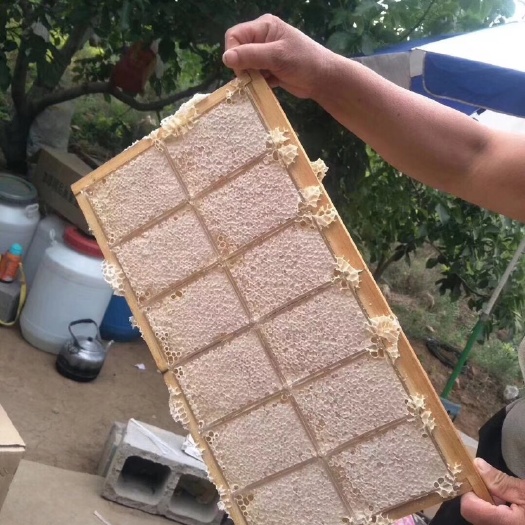 朝阳巢蜜 盒装 90%以上 2年  蜂巢蜜