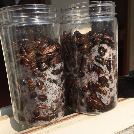 滁州蟋蟀蛐蛐油葫芦中药材宠物食品