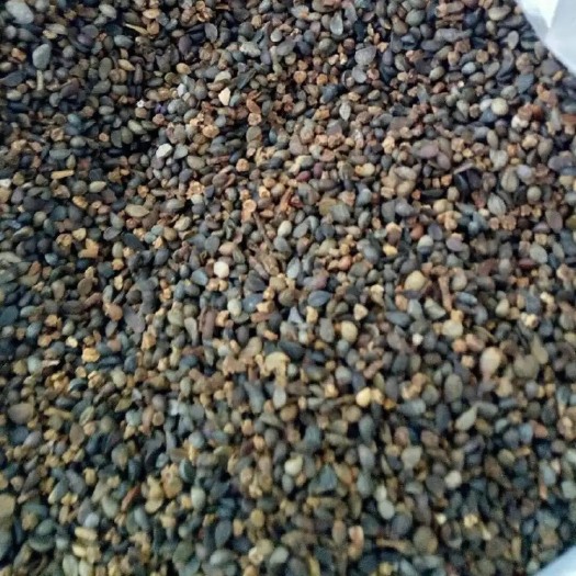 绛县杜梨种子  杜梨种籽，带刺的那种，纯杜梨保品种