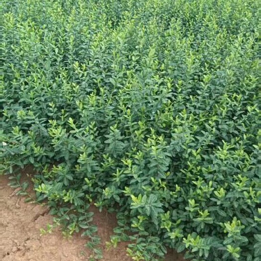 沭阳县小叶扶芳藤 小叶扶仿藤基地直销南北方种植绿化苗木