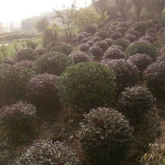重庆市黑珍珠红继木 