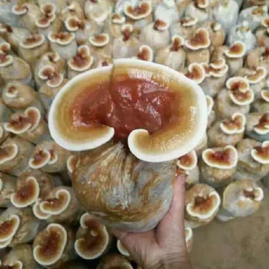 冠县金边灵芝