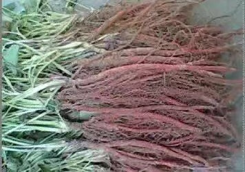 平邑县丹参种苗  山东志诚药业大量出售丹参苗欢迎前来考察合作共赢