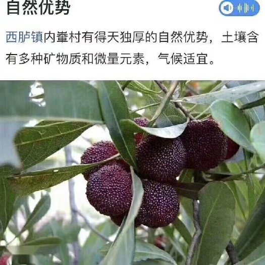 汕头乌酥杨梅 1.5 - 2cm