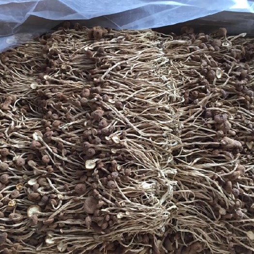 广昌县广昌3号茶树菇 14~16cm 干茶树菇 未开伞 