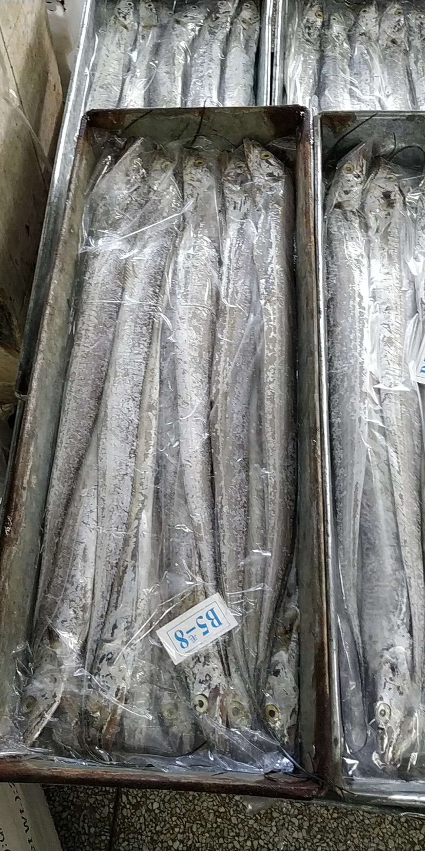 北部湾带鱼 0.5公斤以下 人工养殖
