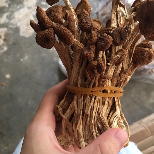 广昌县广昌3号茶树菇 14~16cm 干茶树菇 未开伞
