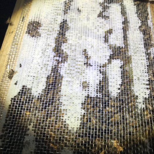 桐梓县中蜂 
