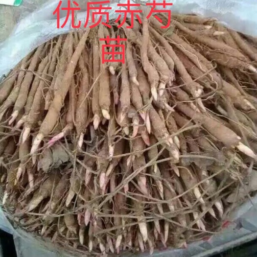 亳州赤芍种苗  芍药苗