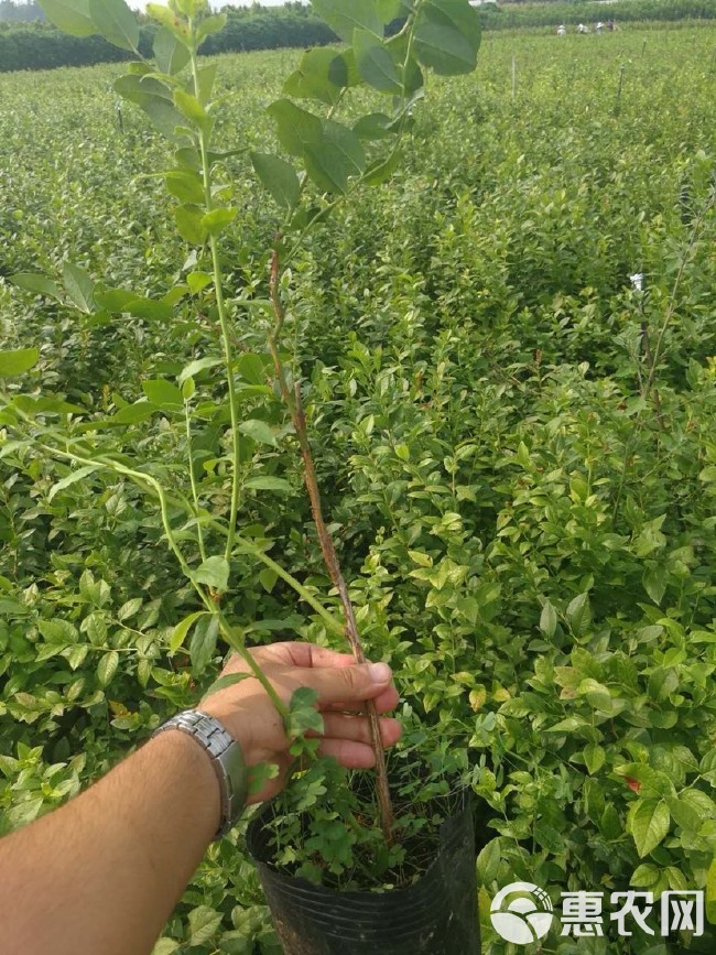  蓝莓苗基地直销 优质蓝莓树苗 抗寒蓝莓苗子