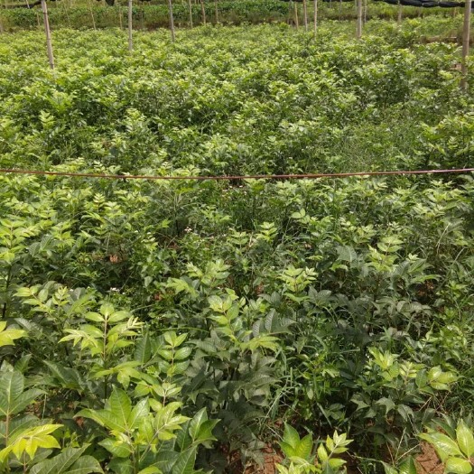 洞口县 包成活   吴茱萸苗