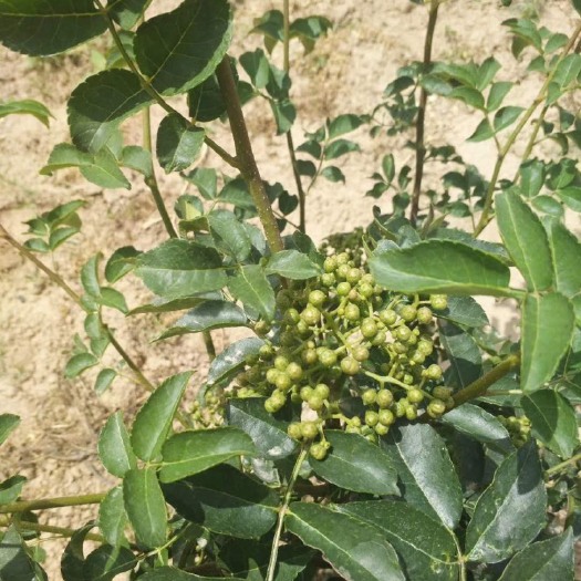 济南无刺花椒