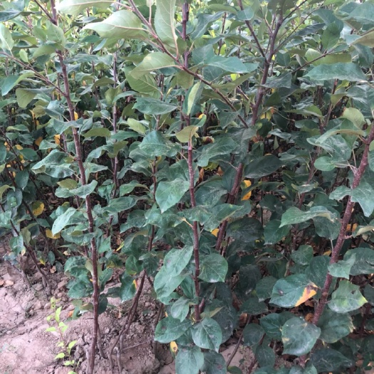 绛县红肉苹果树苗 红肉苹果苗