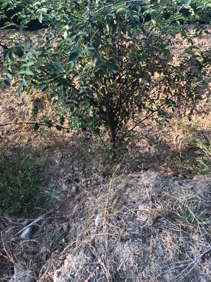 大红袍花椒苗