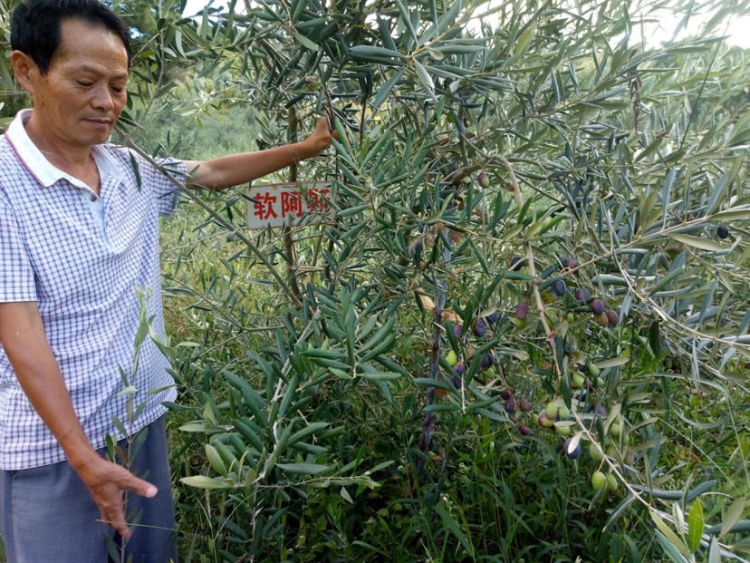 油橄榄苗  ，橄榄苗，油橄榄嫁接苗，产地直销，批发价