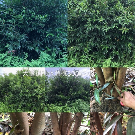 广州金蒲桃 水蒲桃