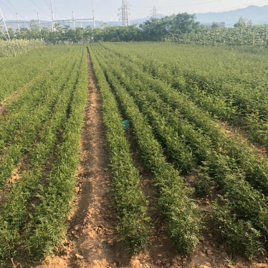 绛县大红袍花椒苗
