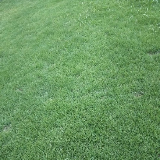 重庆市草皮 