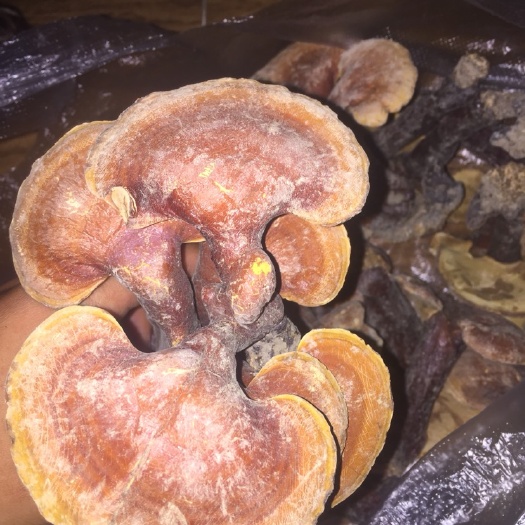 瑞丽市人工灵芝 