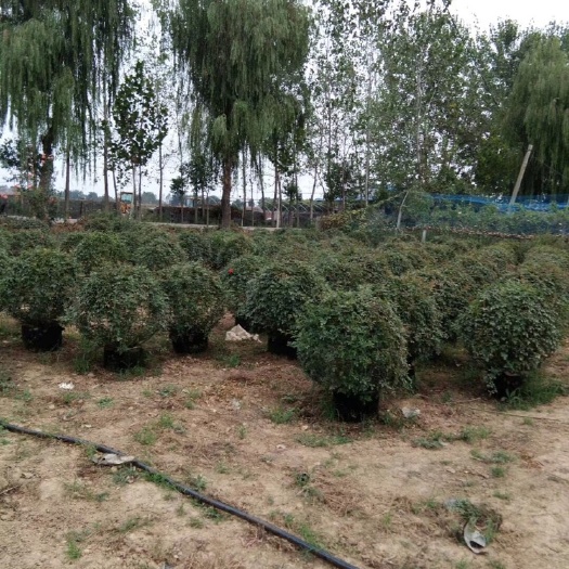 南阳红花蔷薇