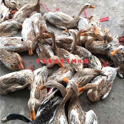 贵阳蛋鸭苗 