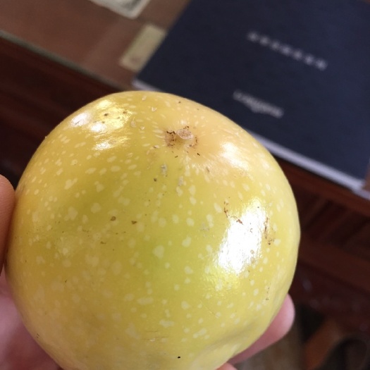 泉州黄金百香果苗