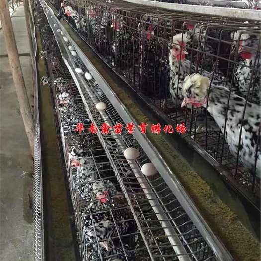 贵阳贵妃鸡苗 