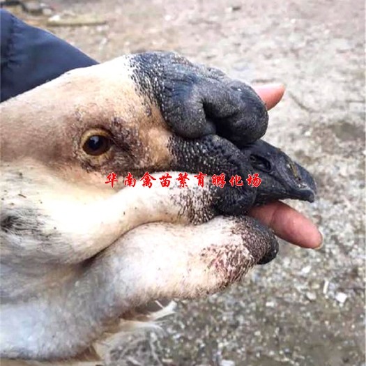 贵阳狮头鹅苗 