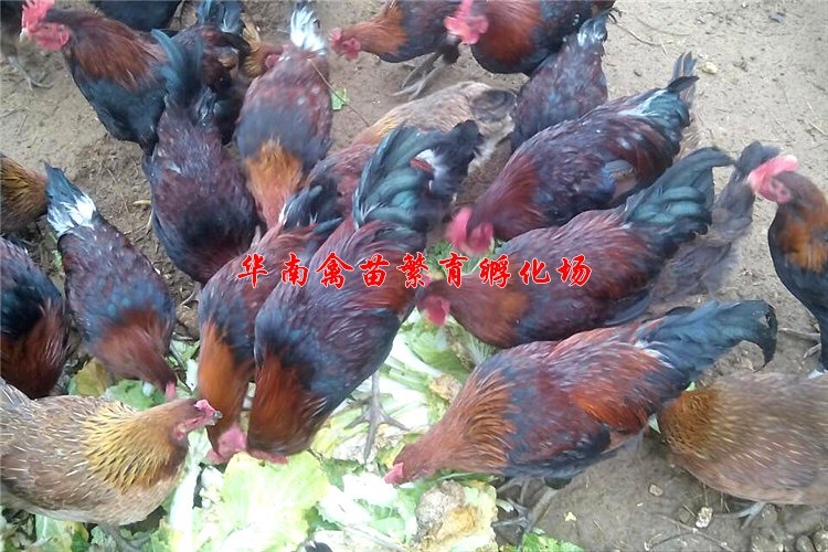 贵阳血毛土鸡苗 