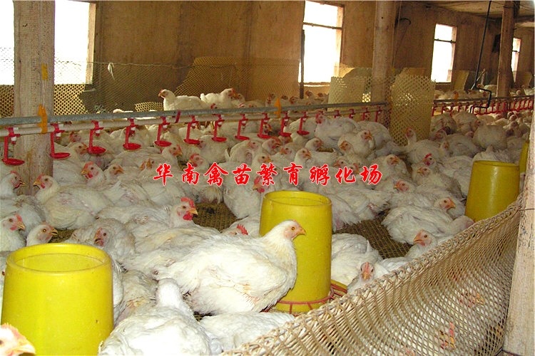 贵阳白羽肉鸡苗 
