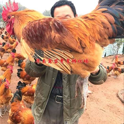 贵阳红瑶鸡苗 