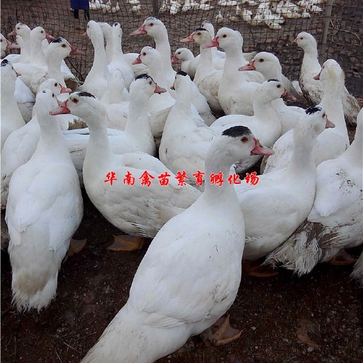 贵阳半番鸭苗 
