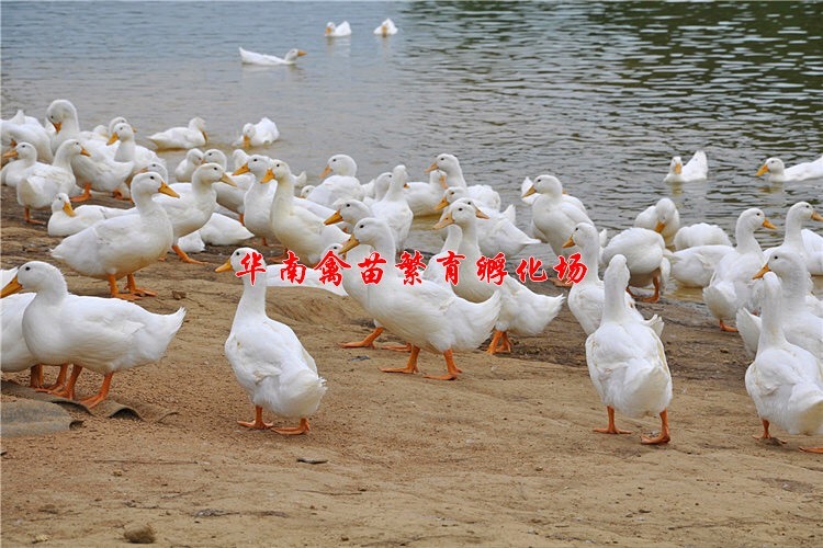 贵阳白鸭苗 