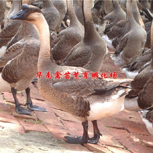 贵阳马岗鹅苗 