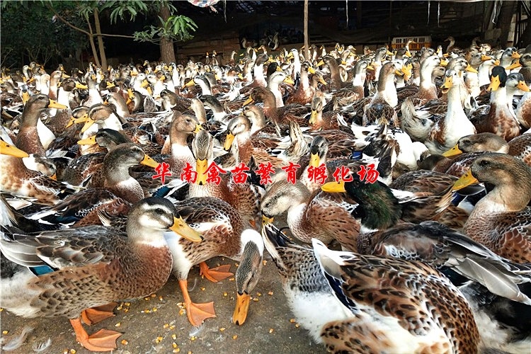 贵阳大种杂交鸭苗 