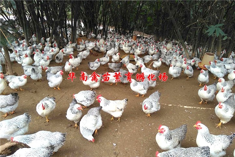 贵阳彩凤鸡苗 