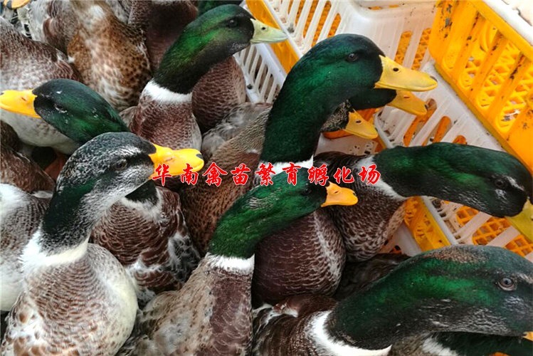 贵阳麻鸭苗 