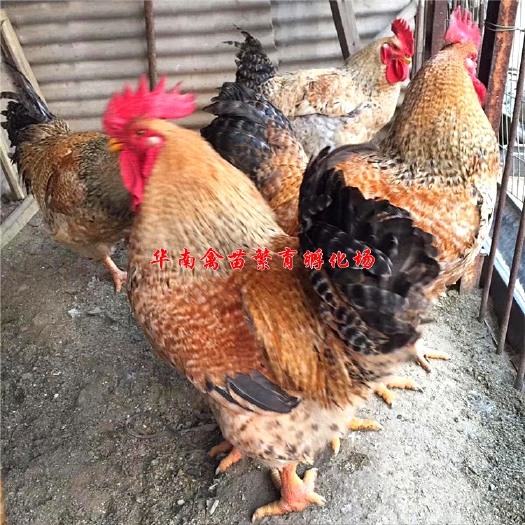 贵阳芦花鸡苗 