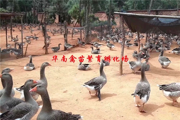 贵阳郎德鹅苗 