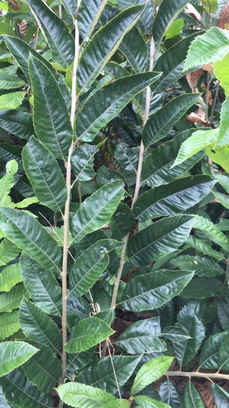 重庆市毛板红板栗苗 嫁接苗 0.5~1米 