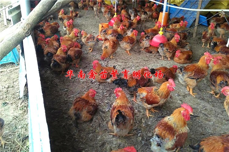贵阳K9鸡苗 