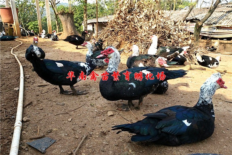 贵阳黑番鸭苗 